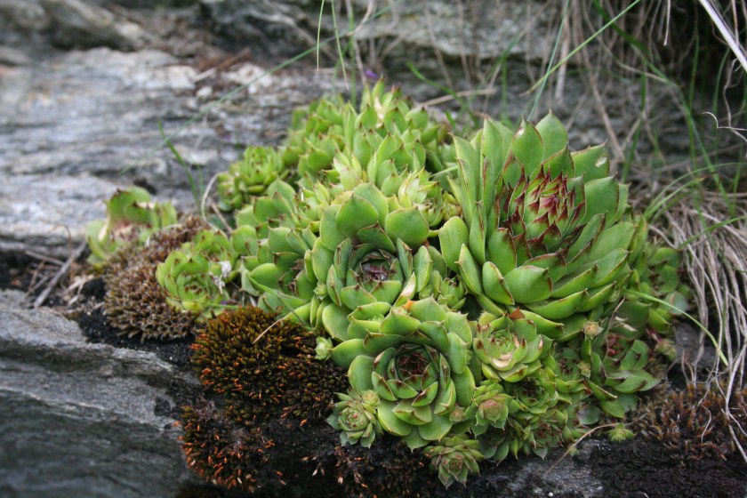 2016-07-02 succulente