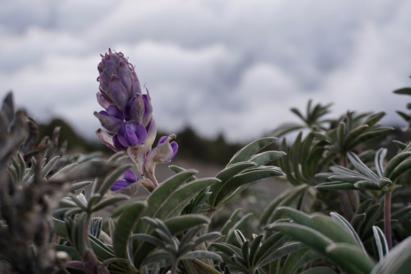 fQk50T3AT8ayc5LvL6+m2Q_thumb_dcb